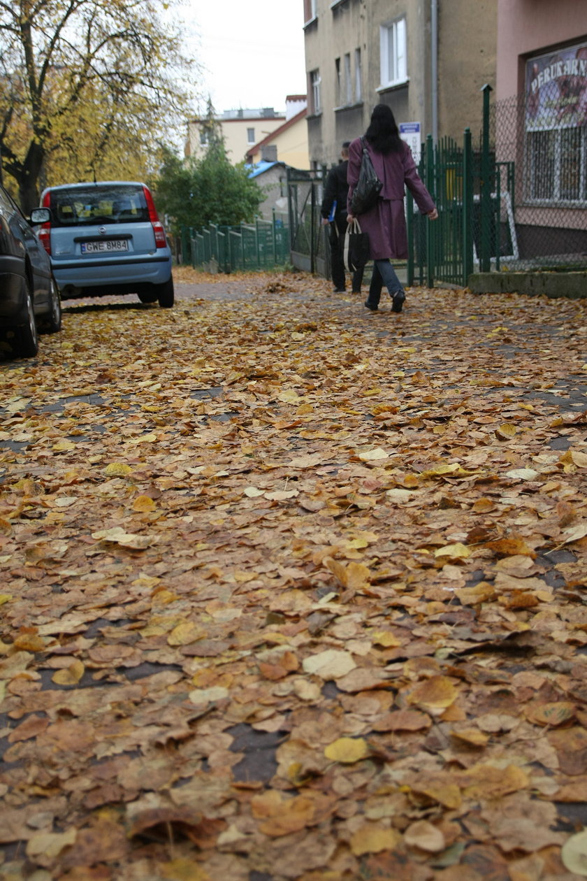 liście na chodnikach w Trójmieście