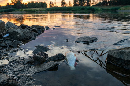 Zatruta woda w Odrze. Inspekcja Ochrony Środowiska i Wody Polskie zabrały głos