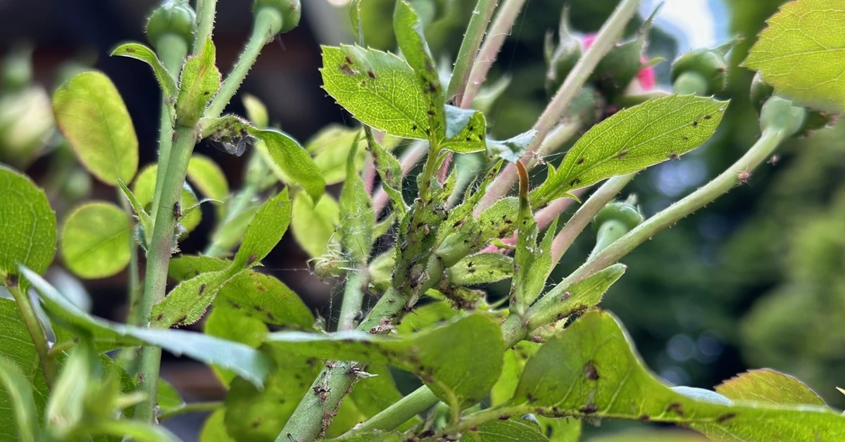 Domowy sposób na mszyce w ogrodzie. Działa też na miodówki, skoczki i przędziorki