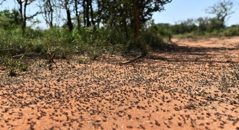 Billions of desert locusts, some in swarms the size of Moscow city, have already chewed their way through Ethiopia, Somalia, Kenya, Djibouti, Eritrea, Tanzania, Sudan, South Sudan and Uganda