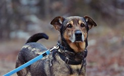 Kasztanek i Orzeszek czekają, by zabrać ich ze schroniska. 'Nie rozumieją co się stało i dlaczego już nie mają domu'