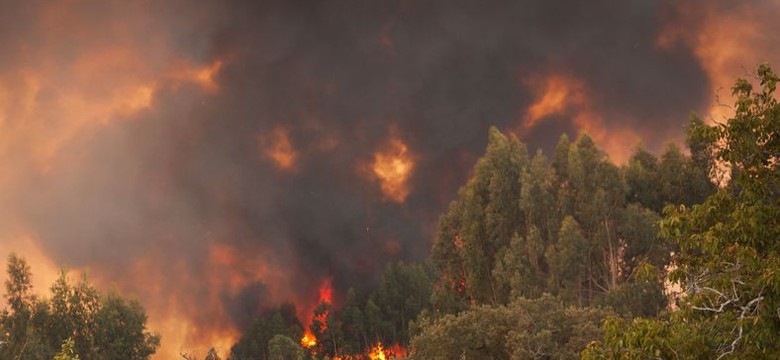 Żywioł trawi lasy w Portugalii. Rozpoczęto ewakuację mieszkańców