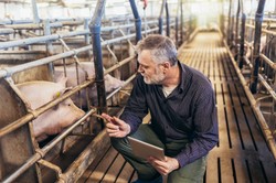 "AgroKluby Platformy". Tak PO chce pozyskać rolników