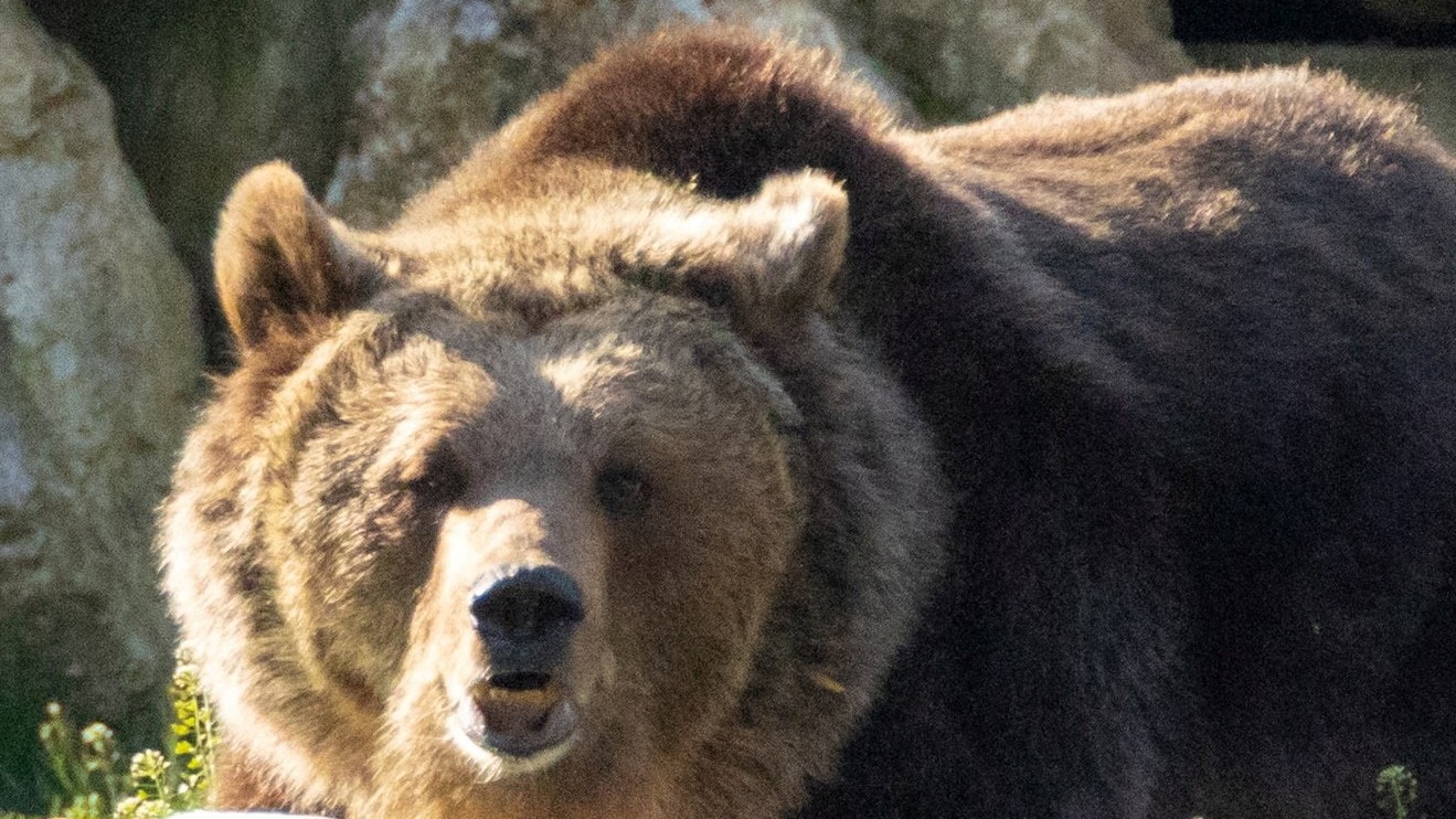 Medveď - ilustračné foto