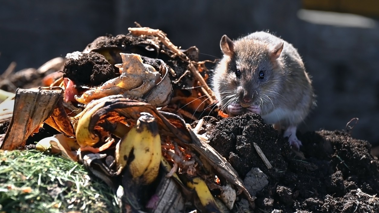 Kompost a odpadky pri dome sú pre potkany najväčším lákadlom.