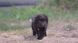 Napi cukiság: nevet kapott a fekete kiskutya, amelyet az út mellett találtak a Magyar Közút munkatársai – videó