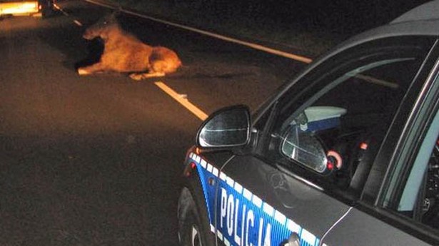 Dzikie zwierzęta na drogach. Policja apeluje o uwagę