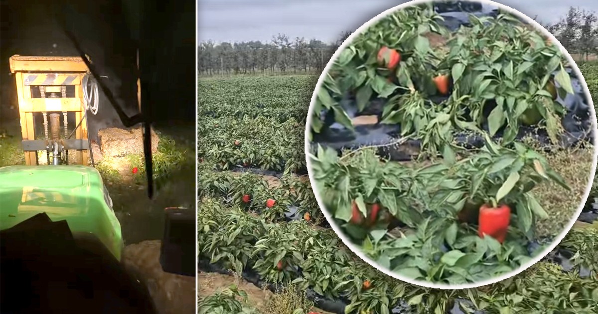 Rolnik pokazał, co dzieje się u niego na polu. "Serce się kraje". Apeluje do Polaków