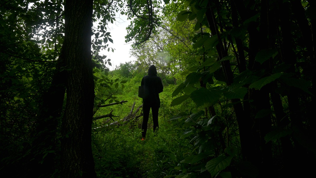 Šuma  - ilustracija