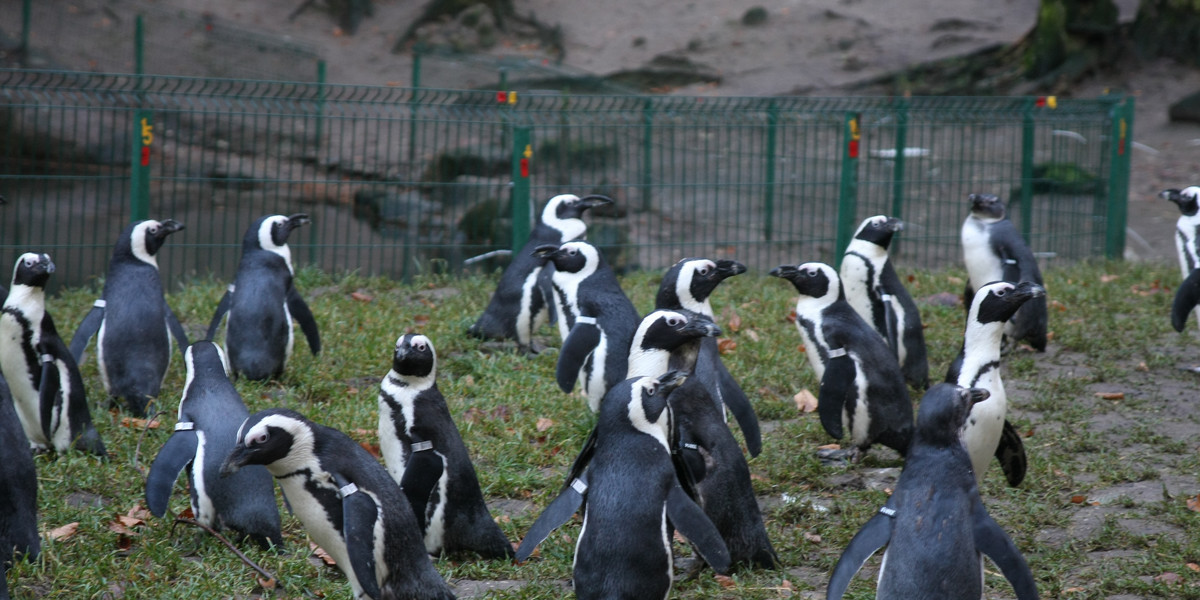 Pingwiny w Gdańskim Zoo.