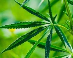 cannabis-kender-d000013D0c24d07aa0080