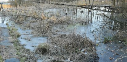 Groza! Grzybiarz dostał zawału, bo ugrzązł w bagnie