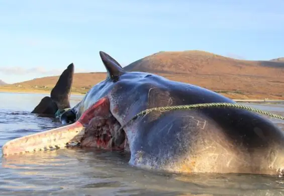 Martwy kaszalot miał 100 kilogramów plastiku w brzuchu. Pochowano go na plaży