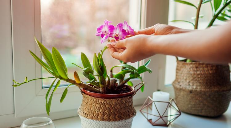 Nem virágzik az orchideád? Gondozd így, mint az anyósom Fotó: Getty Images