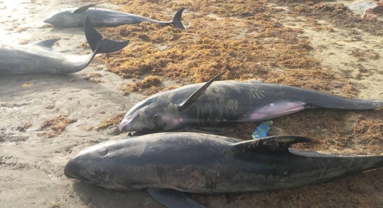 Over 80 mammals washed ashore at Axim-Bewire beach after a similar one at Osu