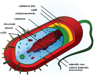 24157_mesterseges-bakterium-300-d0001A5B11949f32b41a7