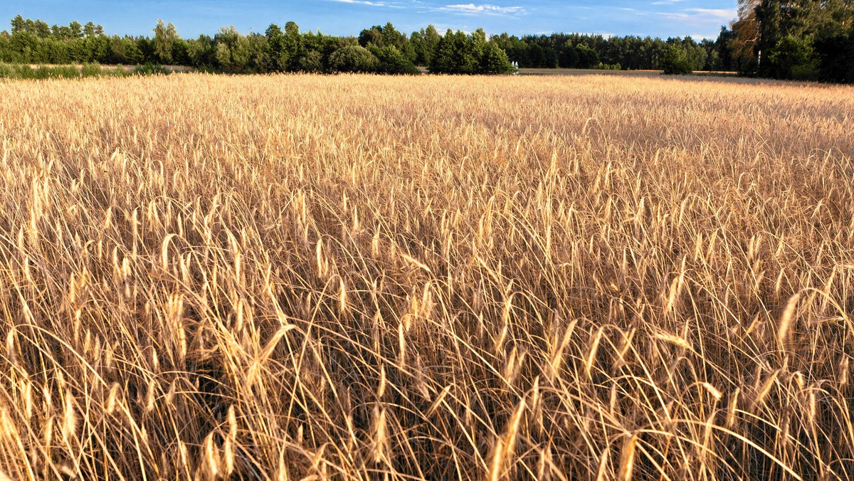 Grunty rolne kupowane od państwa w województwie kujawsko-pomorskim są droższe o jedną trzecią niż w całym kraju. W trzecim kwartale 2011 r. hektar ziemi w regionie kosztował przeciętnie 25,4 tys. zł.