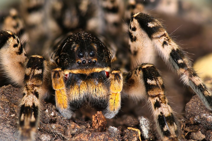 Tarantula ukraińska - Geza Farkas/stock.adobe.com