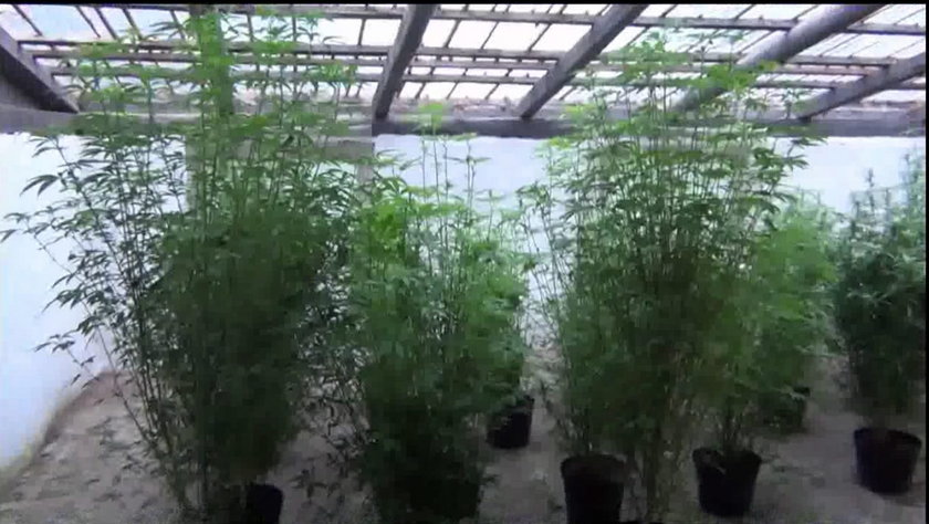Policja zlikwidowała profesjonalną plantację marihuany