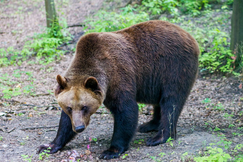 Upał w zoo