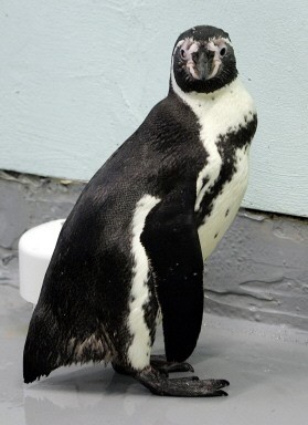 US-ANIMALS-PENGUIN