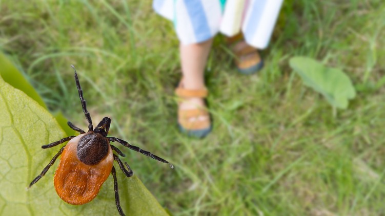 kullancs, Meningitis, védőoltás, fertőző agyhártyagyulladás