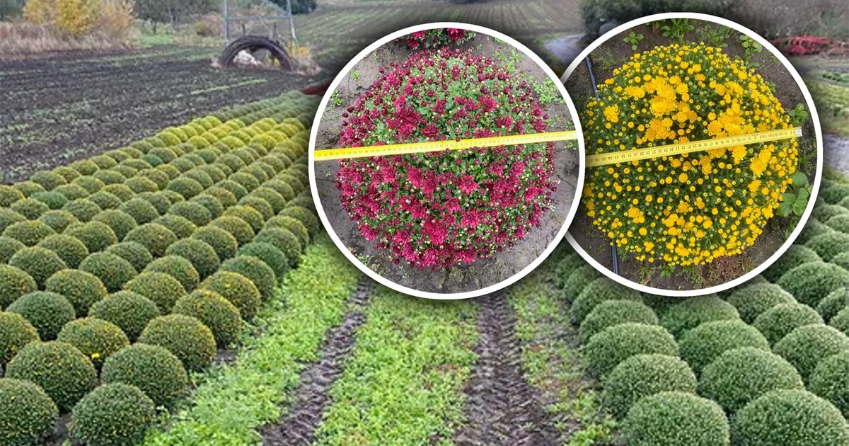 Rolnik zdradza tajemnice handlu kwiatami. "Robią zakupy i przy okazji wezmą coś 'z chytrości''"