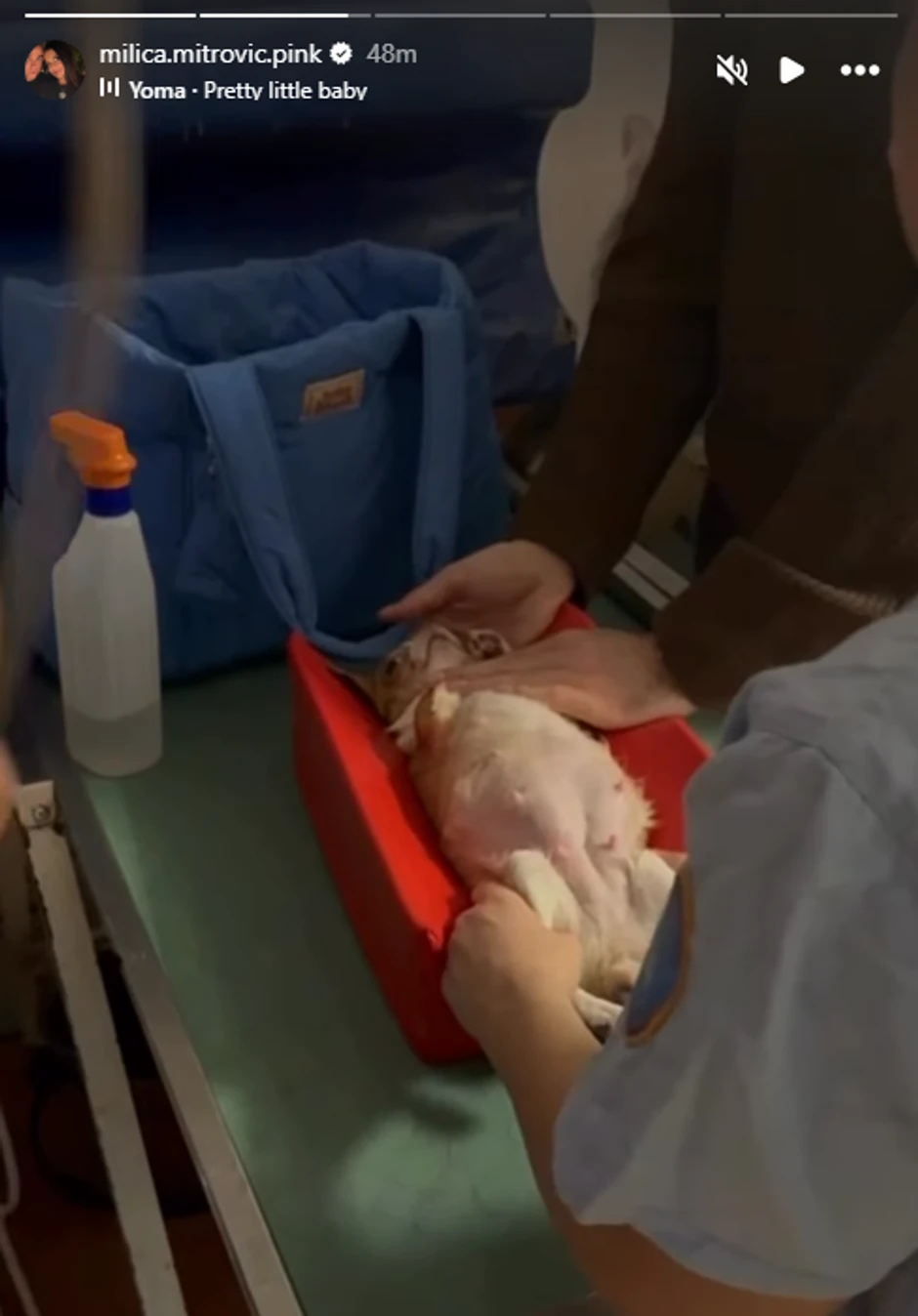 Milica Mitrović snimala psa Lusi koja čeka štence