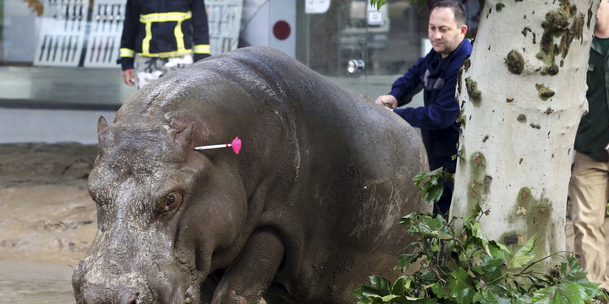 Dzikie zwierzęta uciekły z zoo