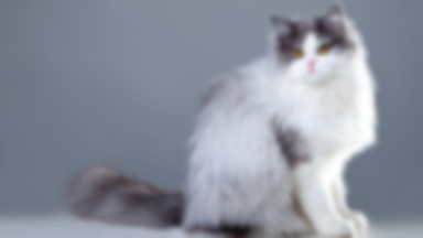 Kot perski – wygląd, charakter, rodzaje