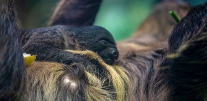 Leniwiec urodził się w zoo w Łodzi. Możesz wybrać imię dla tego słodziaka z Orientarium. Jest jeden problem...