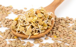 Kiełki soczewicy zdrowsze niż same nasiona. Lepiej chronią przed rakiem