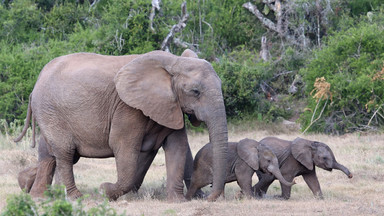 W kenijskim rezerwacie urodziły się niezwykle rzadkie bliźnięta słoniątek