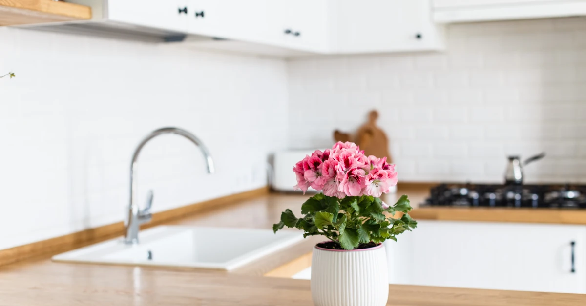 Ta roślina działa jak odświeżacz powietrza. Jej aromat redukuje napięcie i ułatwia zasypianie