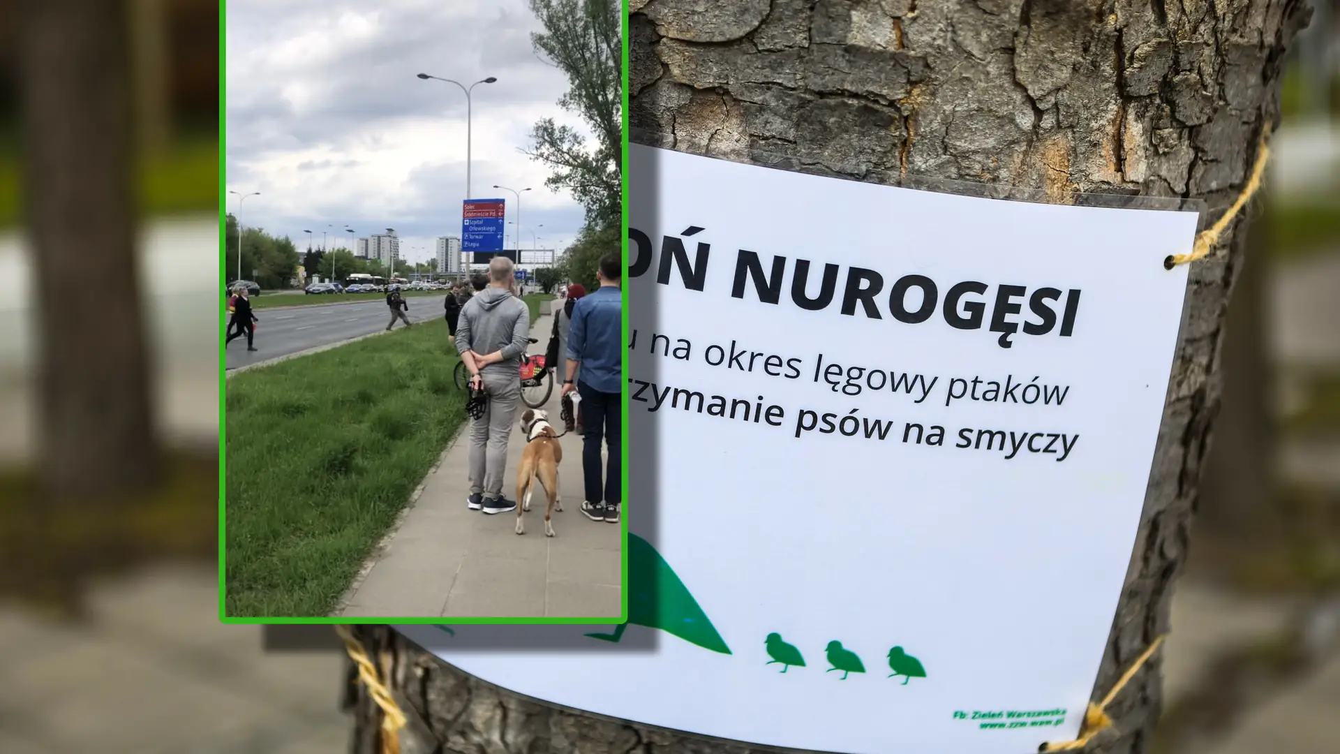 Widziałem przejście nurogęsi przez jezdnię. Potem też było niebezpiecznie