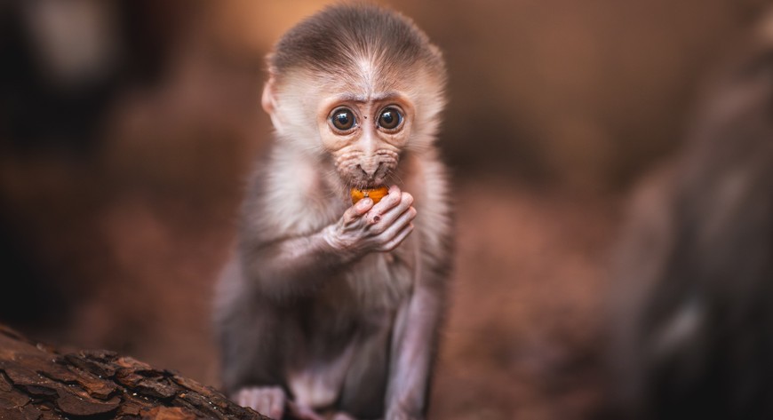 Maleństwo łamie serca zwiedzających!
