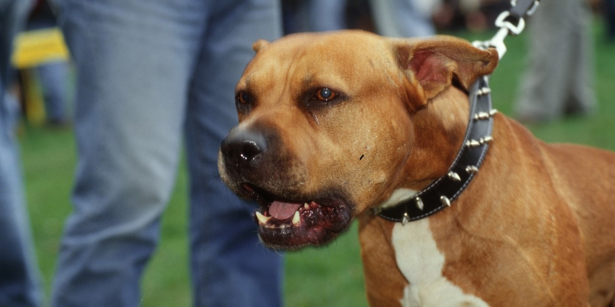 Warszawa. Pitbull pogryzł kobietę. Karę poniesie właściciel.