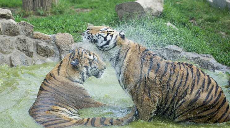 Szibériai tigrisek fürdenek medencéjükben a Gyöngyösi Állatkertben / Fotó: MTI-Komka Péter