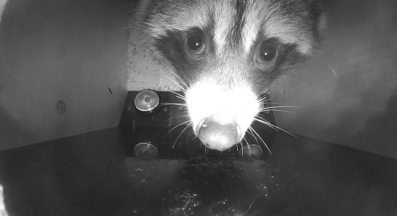 A raccoon inside the experimental cubicle.
