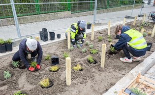 Więcej zieleni na Czarnieckiego
