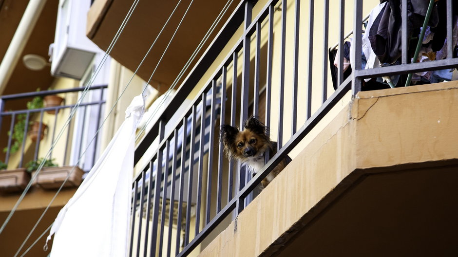 Sąsiedzkie spory w bloku. "Pies sika na balkon i wszystko leci do mnie"