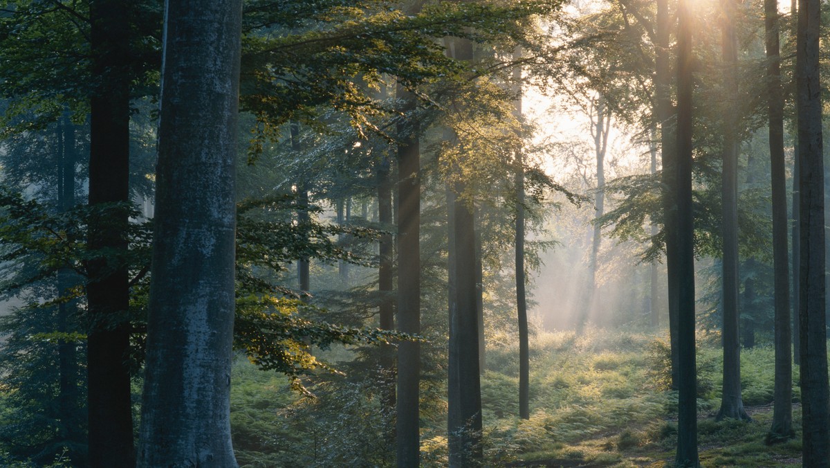 Wyhodowanie jak najlepszych jakościowo sosen i modrzewi - to główny cel projektu, który na zlecenie Lasów Państwowych realizują leśnicy i naukowcy m.in. w Podlaskiem. Powstają plantacje nasienne z matecznych drzew o najlepszych cechach.