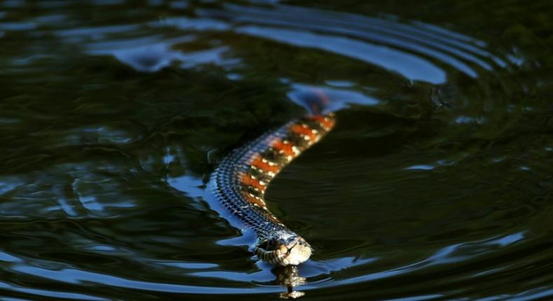 One resident said he saw around 25 Florida water snakes gather at a park in Lakeland, southwest of Orlando