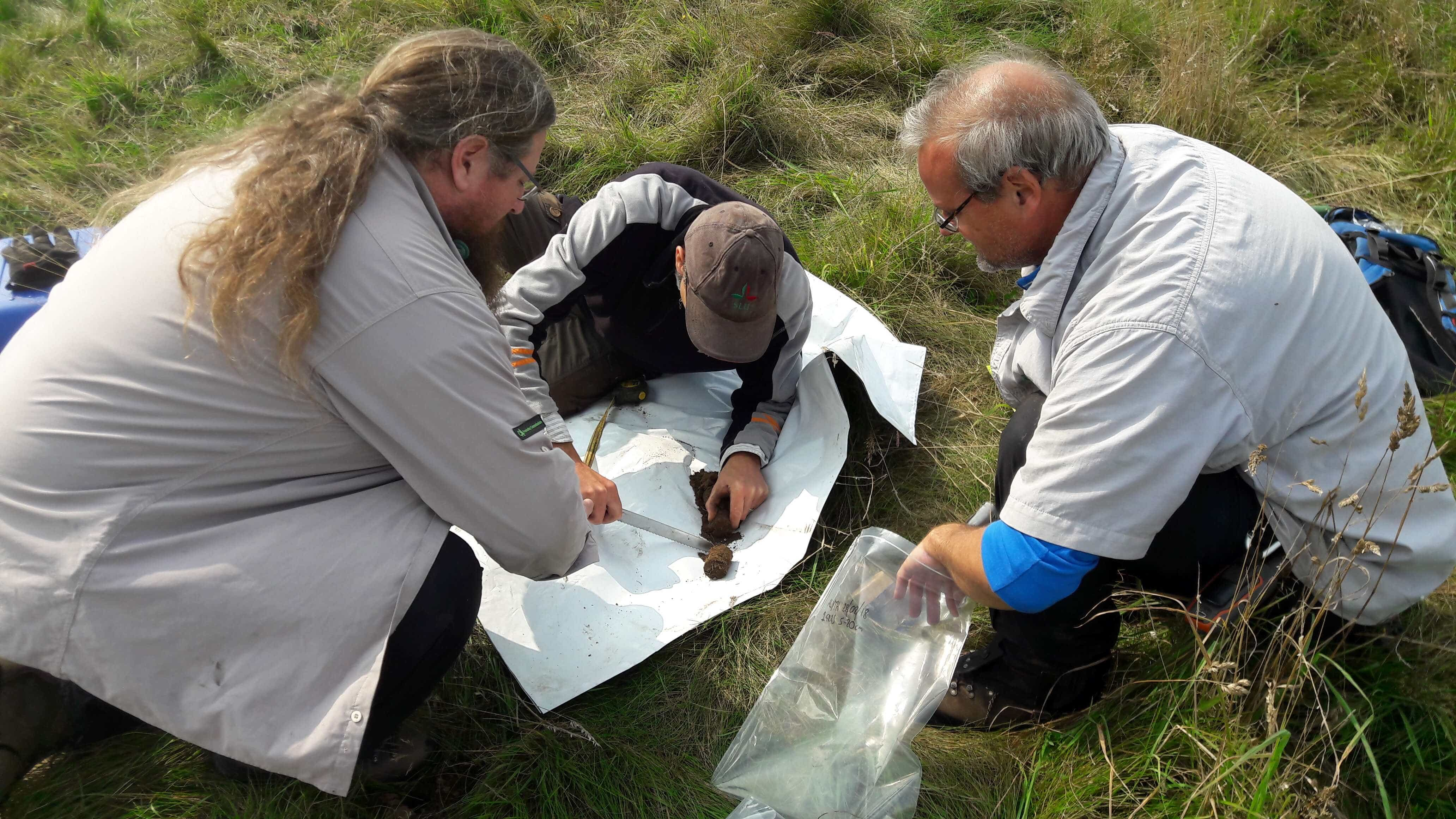 Forest soils store 50% less carbon than grassland - scientists warn of over-reliance