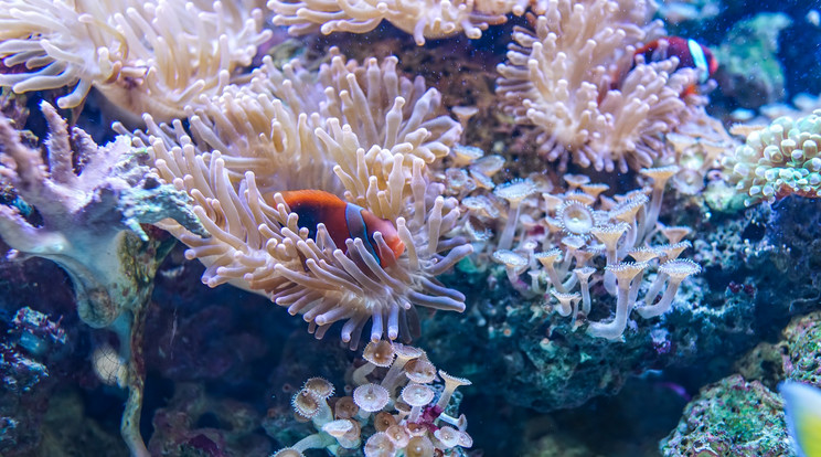 A korallzátonyok pusztulásának egyik oka a hőmérséklet emelkedése / Illusztráció: Pixabay
