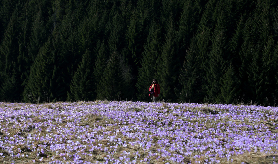 Kwitnące krokusy na Polanie Kalatówki w Tatrach