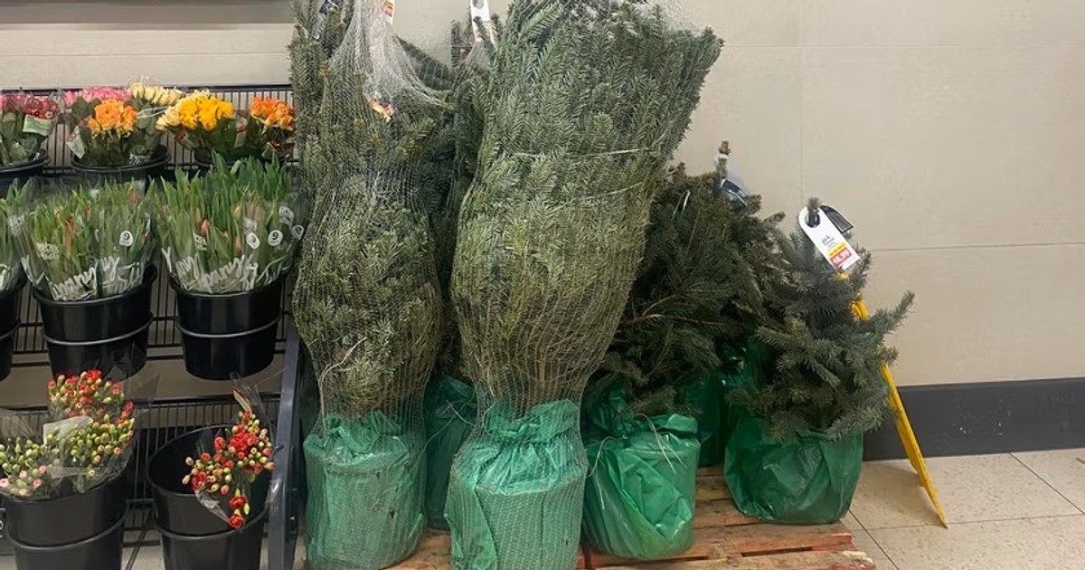 Supermarkety sprzedawały żywe choinki za 50 zł. Plantator nie owija w bawełnę