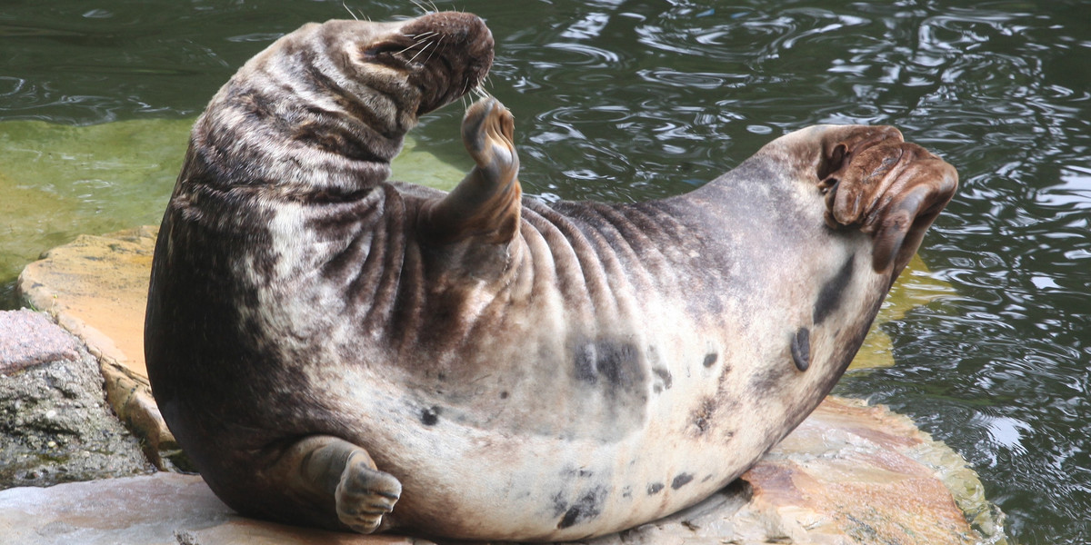 Foka Elvis z gdańskiego zoo