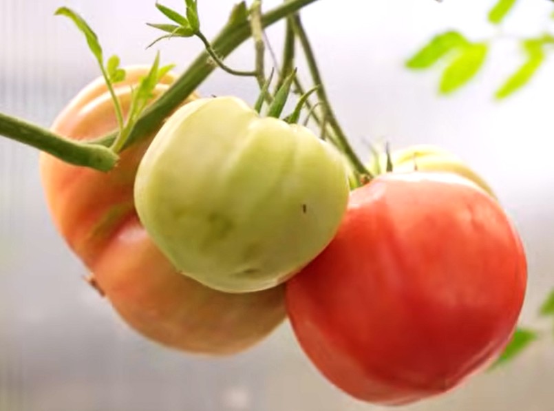 Pomidor odmiana Mama Irene's