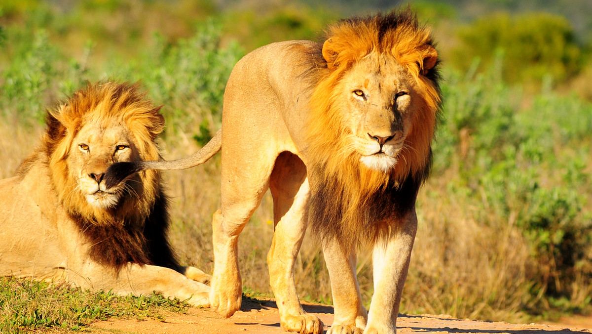 W Afryce Południowej tysiące lwów hoduje się na specjalnych farmach tylko po to, aby zagraniczni łowcy trofeów mogli je upolować za grube pieniądze.